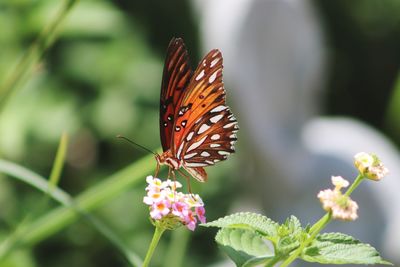 Close-up of butterfly pollinating on flower