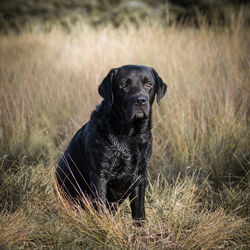 Portrait of black dog on field