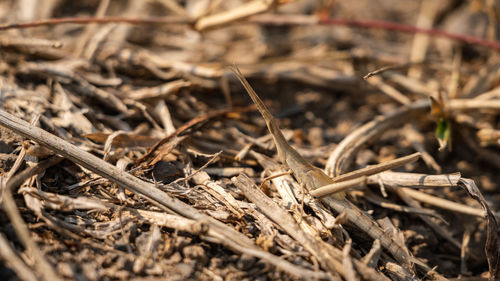 Close-up of dried plant on field