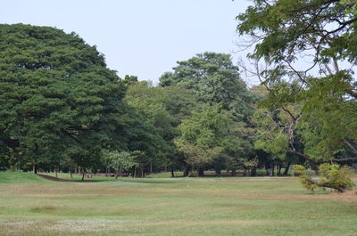 Trees on field against clear sky