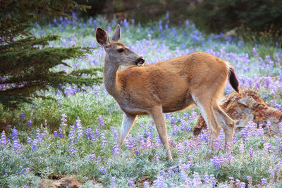 Side view of an animal on field