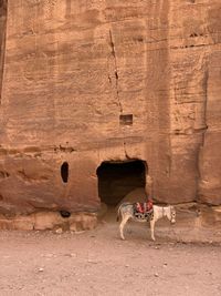 Dog standing in a horse