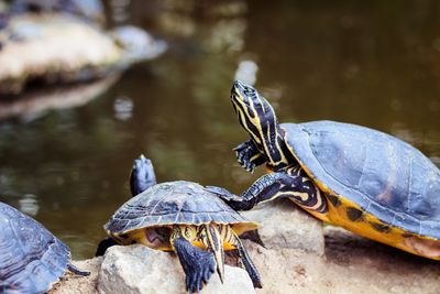 Close-up of tortoise on lake