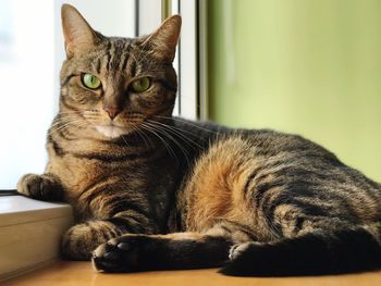 Close-up portrait of tabby cat window