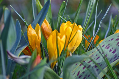 plant