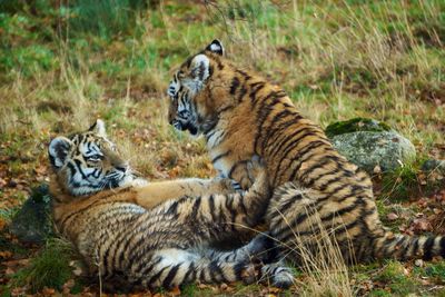 Tiger in forest