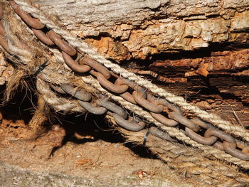 Close-up of lizard on tree trunk