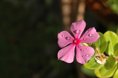 Close-up of pink rose flower