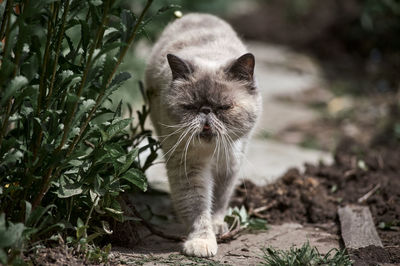 Close-up of a cat on field