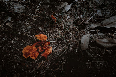 High angle view of dry leaf on field