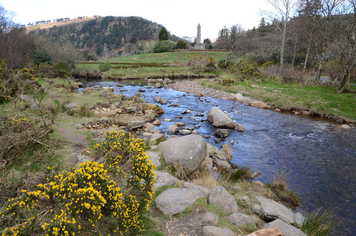 Gorse