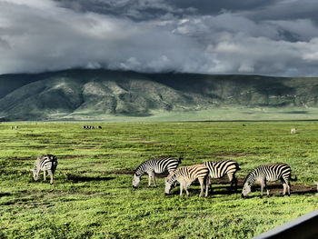 View of animals on field against sky