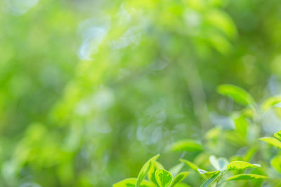 Close-up of plant growing on field