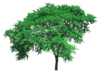 Tree against white background