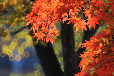 Orange leaves on maple tree branches during autumn