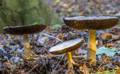 Close up low level view of wild british woodland mushrooms