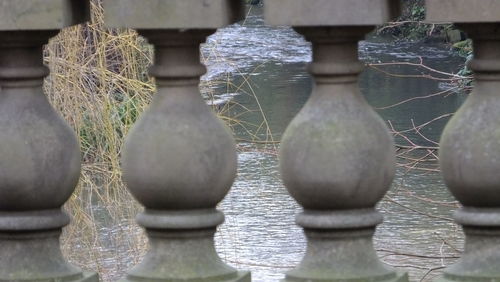 Reflection of trees in water