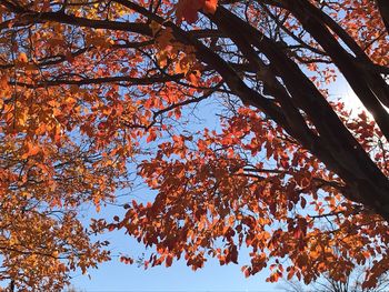 Low angle view of maple tree against sky