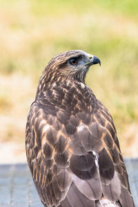 Close-up of a common buzzard 