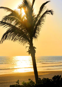 Silhouette palm tree on beach against clear sky