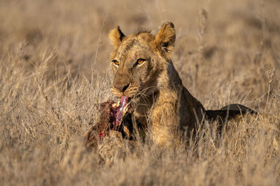 Young male lion lies chewing on carcase