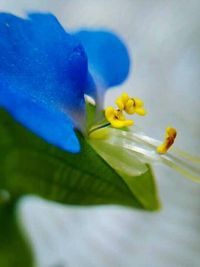 Close-up of yellow flower