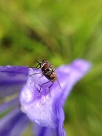 Close-up of bee pollinating on purple flower