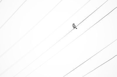 Low angle view of birds flying against clear sky