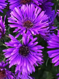 Close-up of purple coneflower blooming outdoors