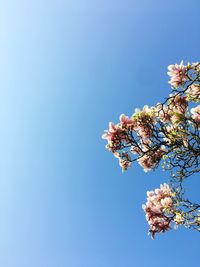 Low angle view of cherry blossoms against clear blue sky