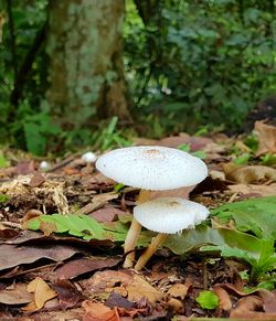 Close-up of mushroom growing in forest