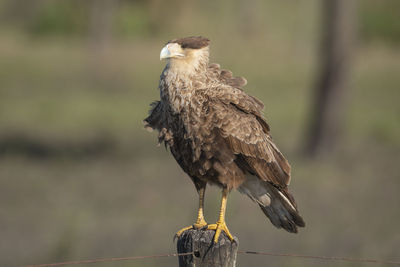 Close-up of eagle perching on wooden post