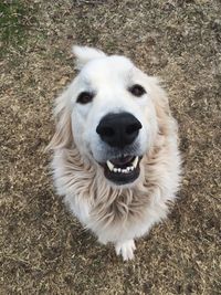 High angle portrait of dog on field