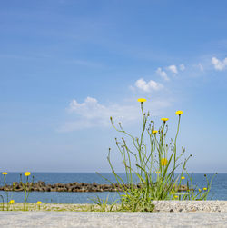 Plant growing on beach against sky