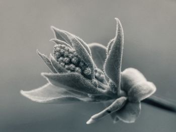 Close-up of flowers