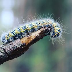 Close-up of insect on branch