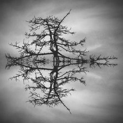 Low angle view of bare tree against sky