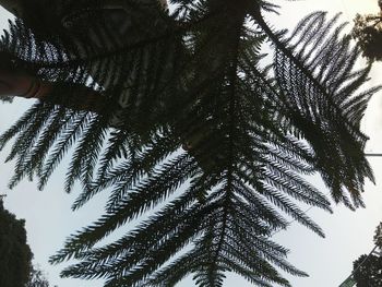 Low angle view of tree against sky