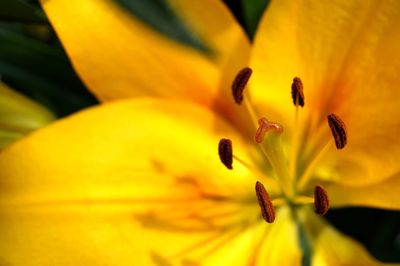 Close-up of yellow day lily blooming outdoors