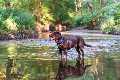 Side view of dog standing in lake