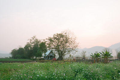 Scenic view of field against clear sky during sunset