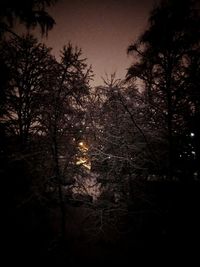 Low angle view of trees against sky at night