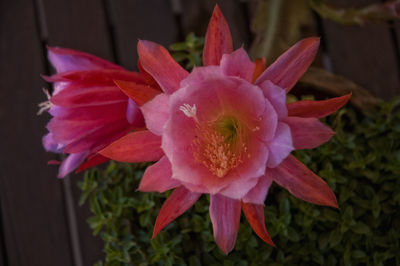 Close-up of pink flower