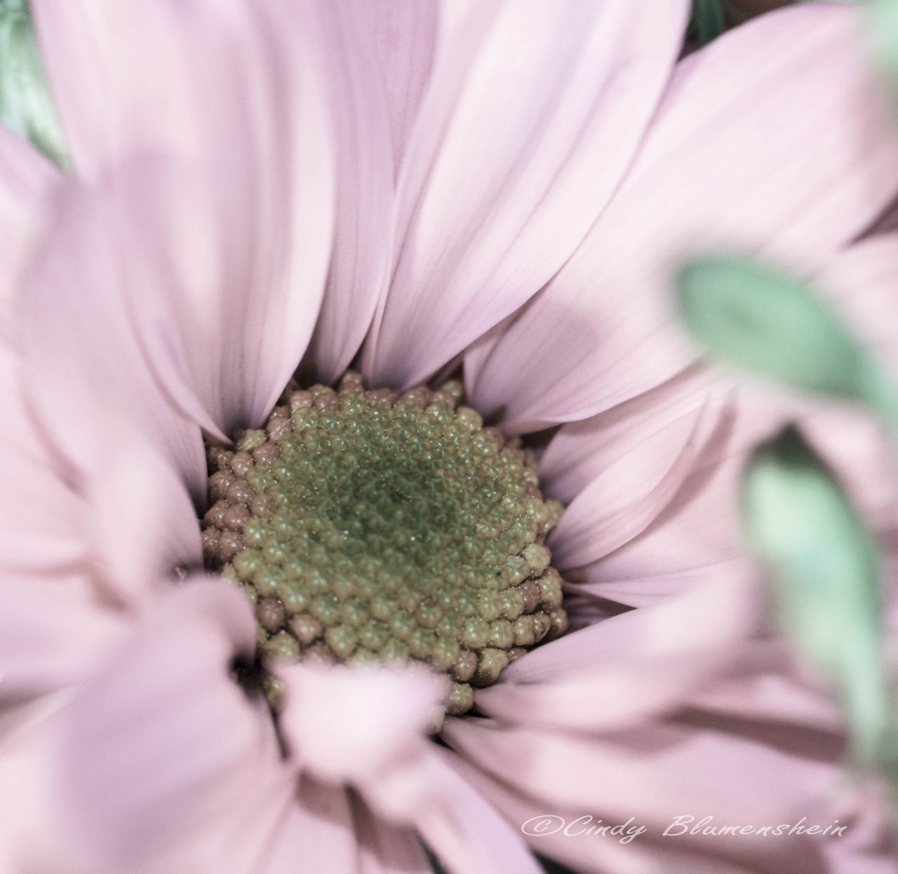 flower, petal, freshness, flower head, fragility, growth, beauty in nature, close-up, pollen, nature, single flower, stamen, blooming, full frame, backgrounds, macro, plant, in bloom, pink color, selective focus