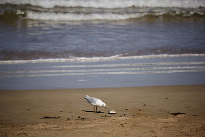 Seagulls on beach