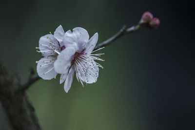 Close-up of white cherry blossom