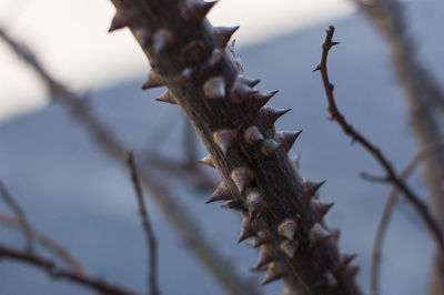 Close-up of dried plant