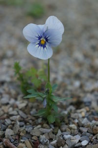 Close-up of flowers blooming outdoors