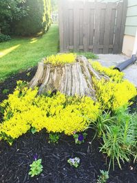 Plant growing on a ground