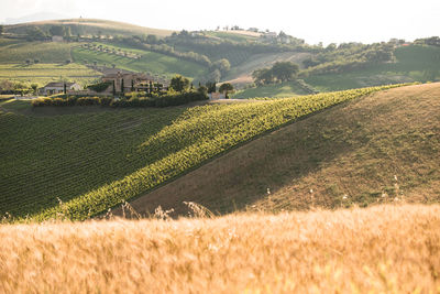 Scenic view of agricultural field against sky